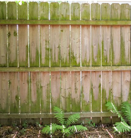 Fence Cleaning before pressure washing